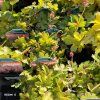 HEUCHERELLA 'PINK REVOLUTION' kak3