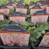 HEUCHERELLA 'PINK REVOLUTION kak'
