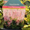 HEUCHERELLA 'PINK REVOLUTION' kak