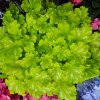 HEUCHERA 'BLONDIE IN LIME' IST1