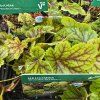 HEUCHERA 'BLONDIE IN LIME' (HEUCHERA ZELENÁ) kak2