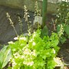 HEUCHERA 'BLONDIE IN LIME' IST