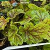 HEUCHERA 'BLONDIE IN LIME' kak
