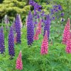 LUPINUS MIX ist1
