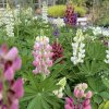 LUPINUS MIX (LUPINA)_kak