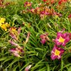 Hemerocallis mix ist2