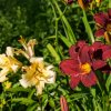 Hemerocallis mix ist3