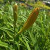 HEMEROCALLIS MIX kak2
