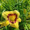 HEMEROCALLIS MIX kak3