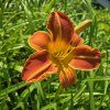 HEMEROCALLIS MIX kak4