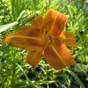 HEMEROCALLIS MIX kak5