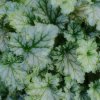 Heuchera 'Lime Swizzle' ist2