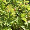 HEUCHERA 'LIME SWIZZLE' kak1