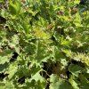HEUCHERA 'LIME SWIZZLE' kak2