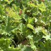 HEUCHERA 'LIME SWIZZLE' kak3