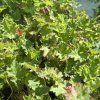 HEUCHERA 'LIME SWIZZLE' kak4
