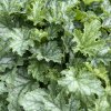 HEUCHERA 'LIME SWIZZLE' (HEUCHERA)_kak