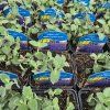 NEPETA FAASSENII 'WALKER'S LOW' kak1