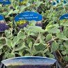 NEPETA FAASSENII 'WALKER'S LOW' kak2