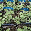 NEPETA FAASSENII 'WALKER'S LOW' kak3