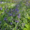 NEPETA FAASSENII 'WALKER'S LOW' kak1