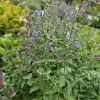 NEPETA FAASSENII 'WALKER'S LOW' kak5