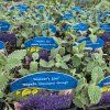 NEPETA FAASSENII 'WALKER'S LOW' kak