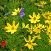 COREOPSIS VERTIC. 'ZAGREB'_istock