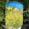 COREOPSIS VERTIC. 'ZAGREB kak'