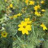 COREOPSIS VERTIC. 'ZAGREB' kak1