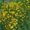 COREOPSIS VERTIC. 'ZAGREB' shutt