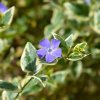 VINCA MINOR 'VARIEGATA' IST1