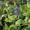 VINCA MINOR 'VARIEGATA kak1