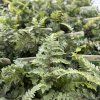 ATHYRIUM NIPONICUM 'RED BEAUTY' kak1