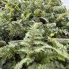 ATHYRIUM NIPONICUM 'RED BEAUTY' kak2