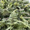 ATHYRIUM NIPONICUM 'RED BEAUTY' kak3
