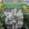 ATHYRIUM NIPONICUM 'RED BEAUTY' _kak4