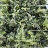 ATHYRIUM NIPONICUM 'RED BEAUTY' kak
