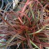 UNCINIA RUBRA 'EVERFLAME' kak1