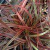 UNCINIA RUBRA 'EVERFLAME' kak2