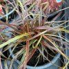 UNCINIA RUBRA 'EVERFLAME' kak3