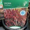 UNCINIA RUBRA 'EVERFLAME' kak