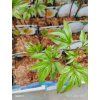 PAEONIA LACTIFLORA 'KRINKLED WHITE' kak1