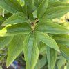 PAEONIA LACTIFLORA 'KRINKLED WHITE' kak2