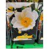 PAEONIA LACTIFLORA 'KRINKLED WHITE' kak