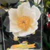 PAEONIA LACTIFLORA 'KRINKLED WHITE kak'