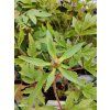 PAEONIA SUFFRUTICOSA 'XUE TA' kak