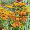 ACHILLEA 'WALTHER FUNCKE' ist2