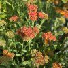 ACHILLEA 'WALTHER FUNCKE' kak2