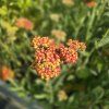 ACHILLEA 'WALTHER FUNCKE' kak1
